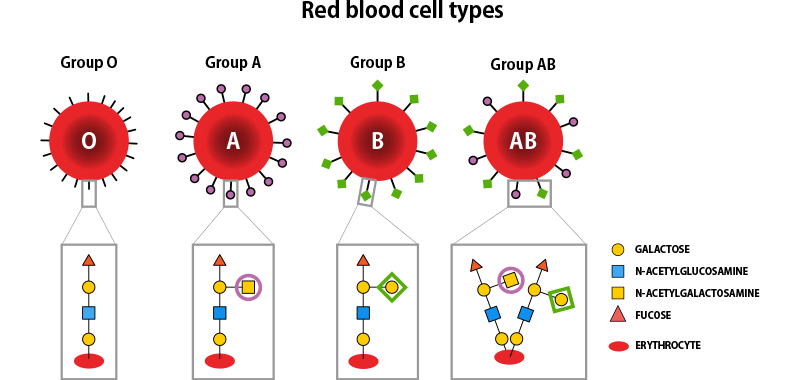 diagram illustrating differences in red blood cell glycans