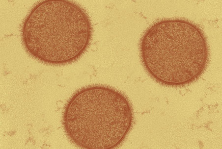 Image of glycan coatings on individual cells