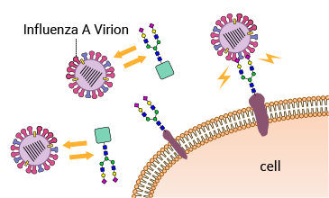 Diagram showing glycans preventing viruses infecting a cell