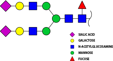 Modello della struttura dei glicani
