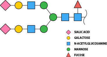 Glycan structure model