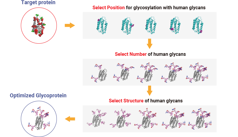 Diagram illustrating GlyTech, Inc.'s glycoprotein engineering process.