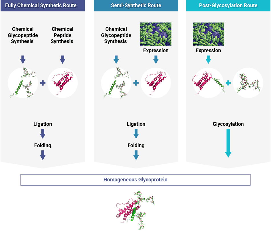 Diagram of GlyTech, Inc.'s three different glycoprotein synthesis routes: Fully Chemical Synthetic, Semi-Synthetic, and Post-Glycosylation. All routes offer a homogenous final product.