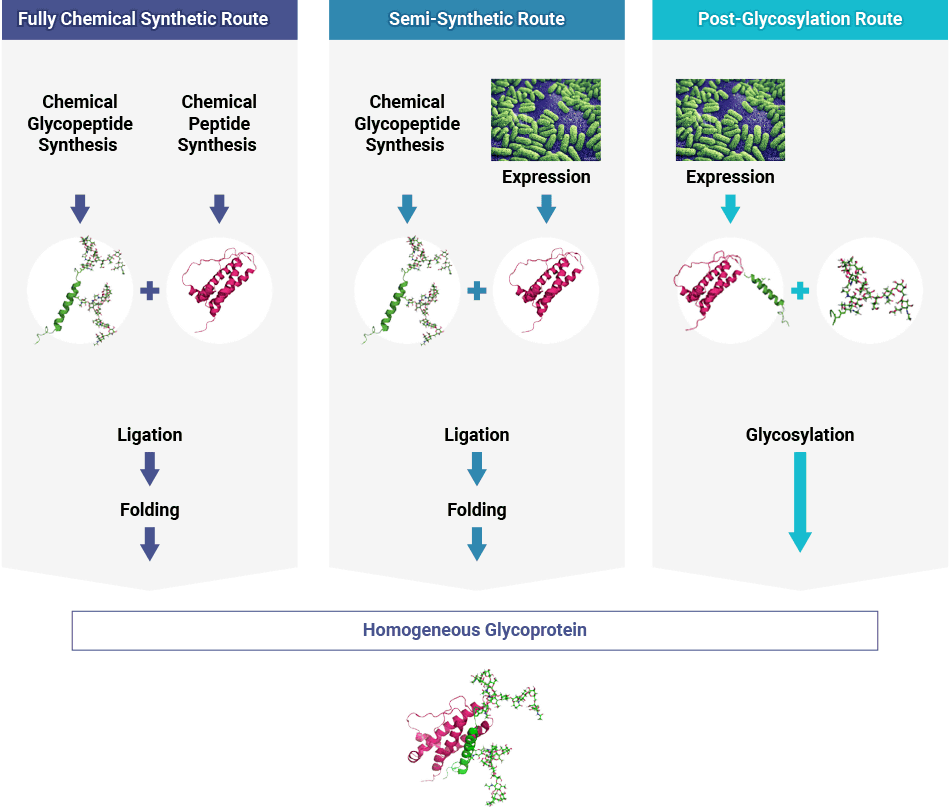 糖鎖工学研究所の3つの異なる糖タンパク質合成ルートの図：完全化学合成、半合成、およびグリコシル化後。すべてのルートは、均質な最終製品を提供します。