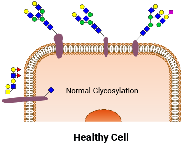 健康な細胞と腫瘍細胞の表面糖鎖の模式図