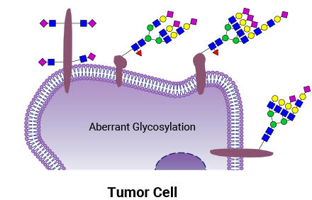 健康な細胞と腫瘍細胞は、表面に明らかに違う構造の糖鎖を提示します。