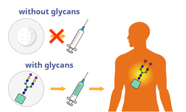 Diagram showing drug delivery improved with glycans