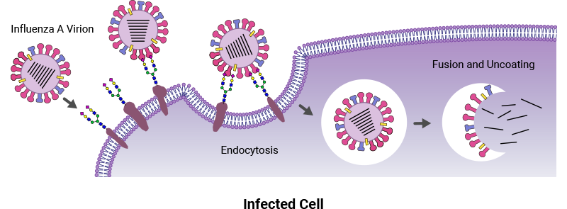 Diagram showing cell infected by influenza. The virus uses cell surface glycans to enter the cell.