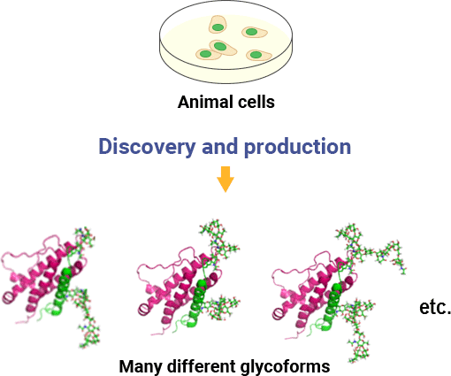 Glycans on glycoproteins produced by animal cells are difficult to control, resulting in many different glycoforms.