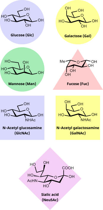 Unidades de azúcar que se encuentran comúnmente en los glicanos: Glucosa (Glc), Galactosa (Gal), Manosa (Man), Fucosa (Fuc), N-Acetil glucosamina (GlcNAc), N-Acetil galactosamina (GalNAc), Ácido siálico (Neu5Ac)