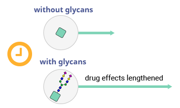 Diagram showing glycans prolonging therapeutic effects
