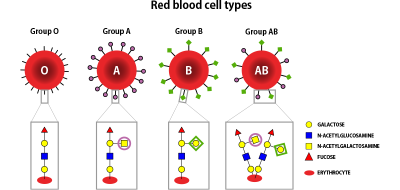 Diagram illustrating differences in red blood cell glycans between different blood groups