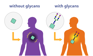 Diagram showing glycans reducing drug side effects