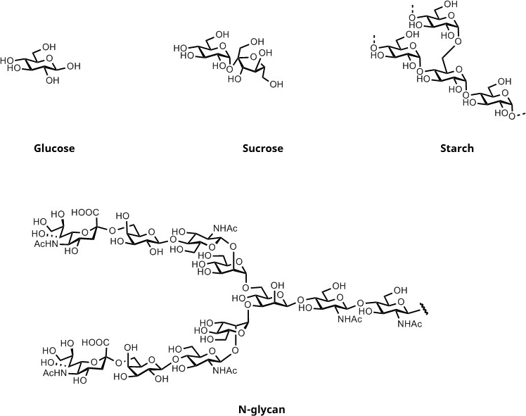 Struktury chemiczne cząsteczek cukru: Glukoza, Sacharoza, Skrobia, Glikan