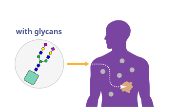 Diagram showing glycans targeting affected area