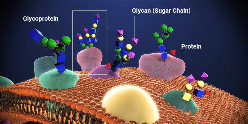 Visual representation of a cell membrane showing glycans and proteins