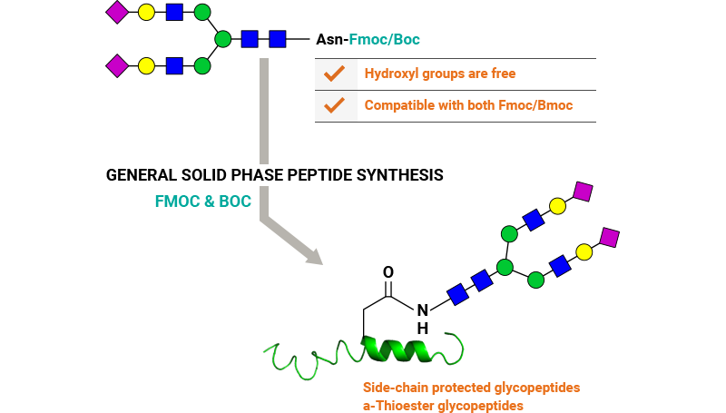 Features of glycan conjugation to Asn-peptides using solid phase peptide synthesis.