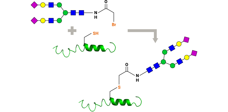 液相法を使用したペプチドCys残基への糖鎖結合のスキーム。